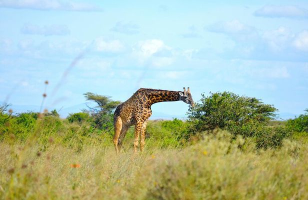 Group Sharing Camping Safari