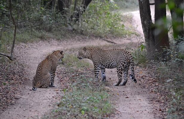 Yala national park Full day tour With breakfast and lunch