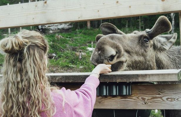 Kristiansand Guided Bus Tour and Moose Park Experience