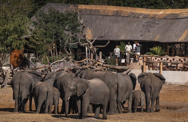 5 Days Hwange Luxury Safari Experience