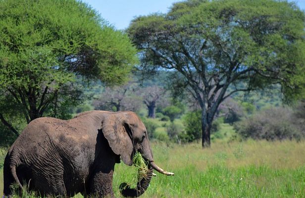 Tarangire National Park Day Trip