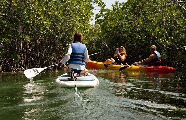 Key West Hidden Sanctuary Mangrove Kayak Tour With Drinks