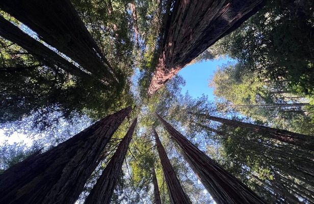 San Francisco Bay Cruise, Muir Woods and Sausalito Combo Tour