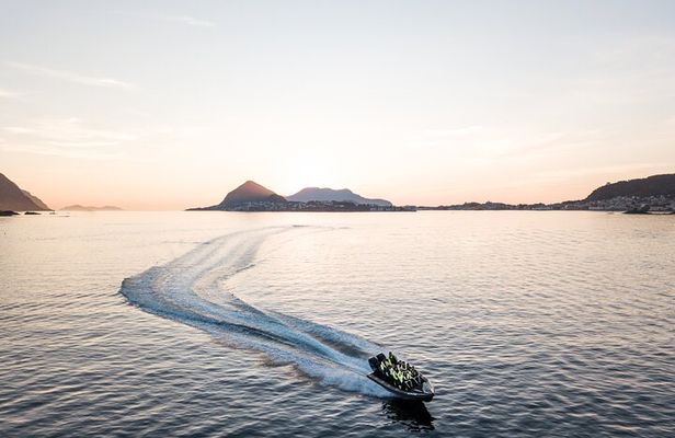Wildlife Sea Safari in Alesund