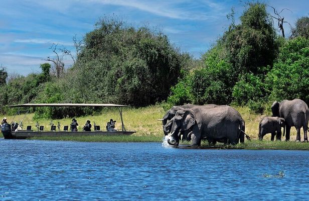 Chobe Day Trip