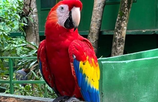  Exclusive Roatan Islands Tour Monkey Sloth birds 