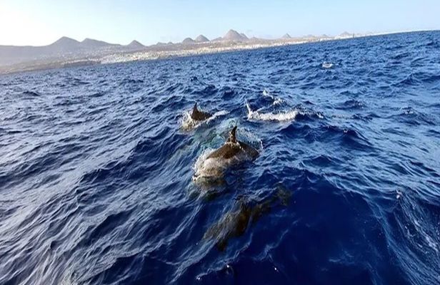 Sunset with Dolphins on the Lanzarote Coast