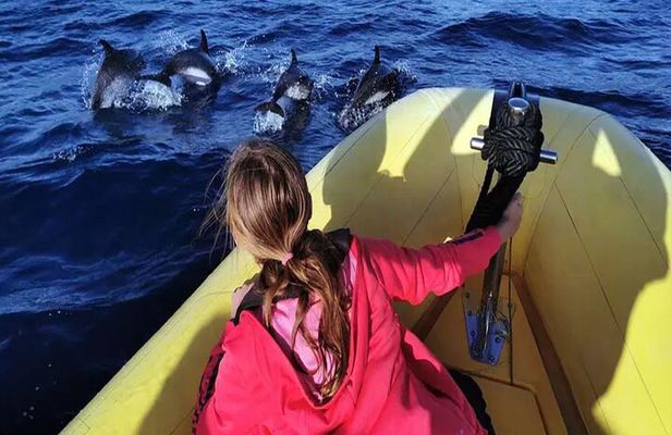 Marine Safari Dolphins in their natural habitat