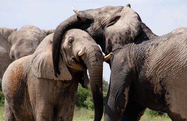 Chobe Private Day Trip A Luxury Safari Experience
