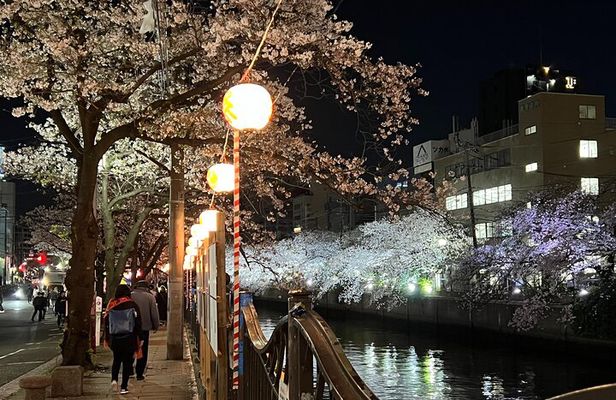 Cherry Blossom Viewing from a Boat: Tour in Yokohama Minato Mirai