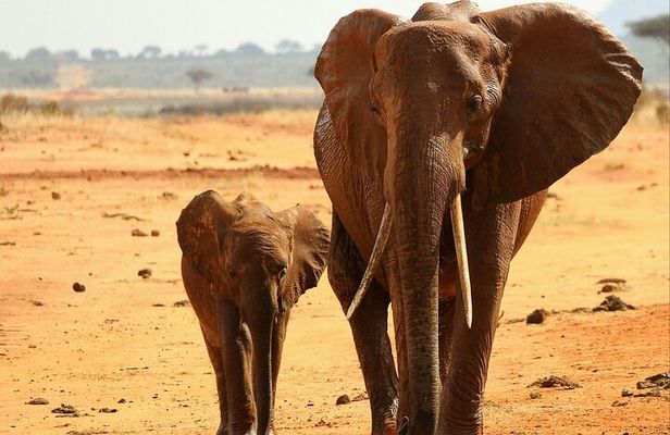 Day Tour To Tsavo East National Park