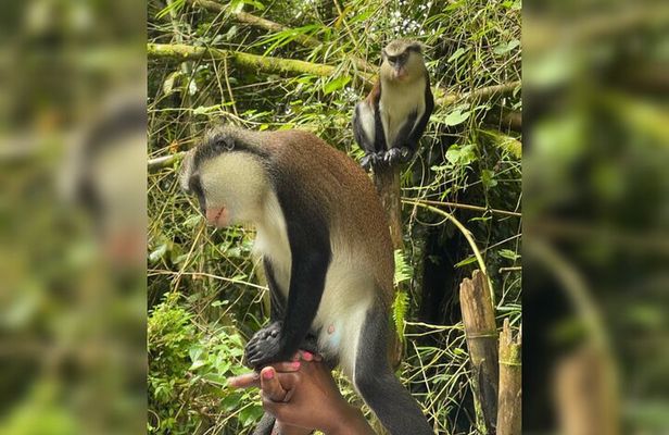 Taxi & Tours in Grenada , Chocolate factory, & more.