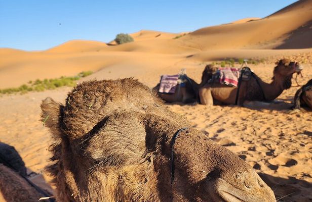 3 Days Priavte Desert Tour From Marrakech To Merzouga &Camel Trek