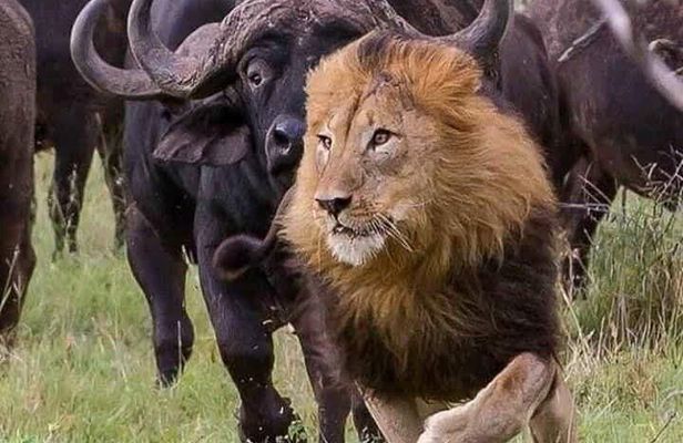 6 Day group safari to Mara, Nakuru & Amboseli in Midrange hotels.