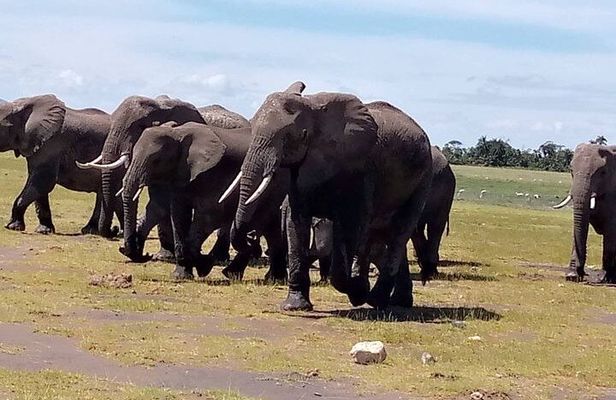 12 Days Safari Camping Tour in Kenya and Tanzania