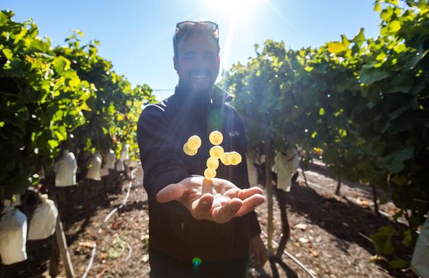 Alicante: Guided Winery Tour with 4 Tastings in the Countryside