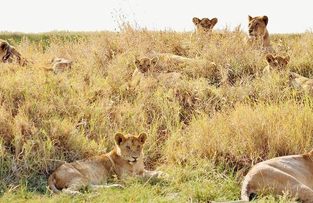 7-day River Cross Serengeti Wildebeest Migration