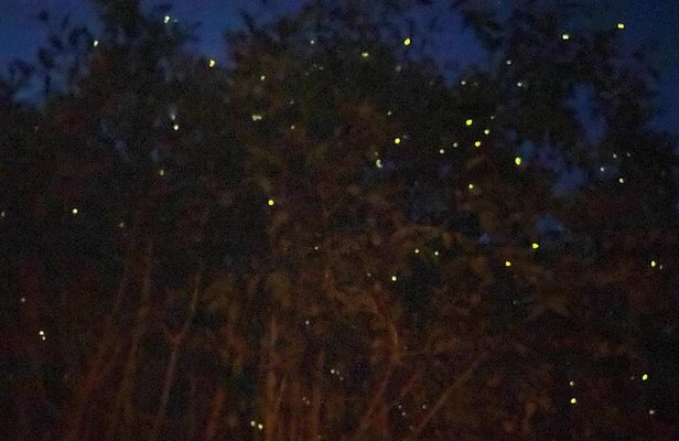 Kuala Selangor Fireflies and Blue Tears Tour with Dinner (SIC)