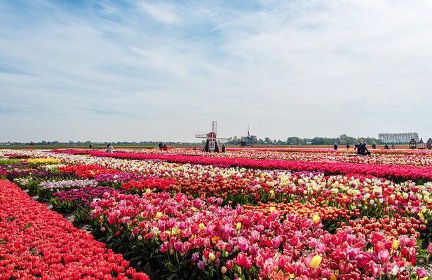 Unique Keukenhof Tour with Ticket, Tulip Field, Tulip Experience