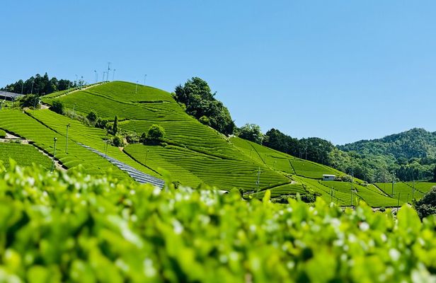 Uji and Wazuka Matcha Farm Half Day Private Guided Tour