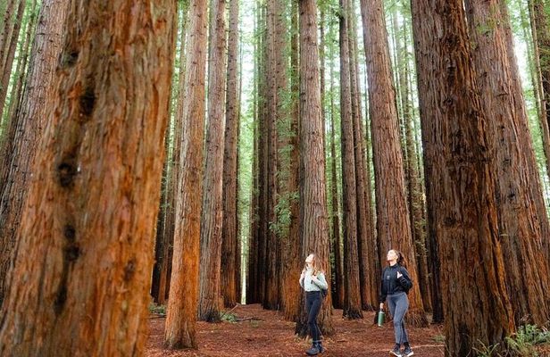 Small Group Yarra Valley: Redwoods Forest & Harvest Tour