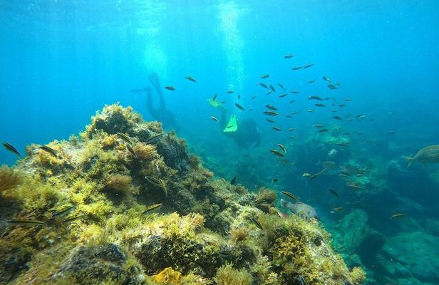 Scuba Diving in Turtle and Ray Area