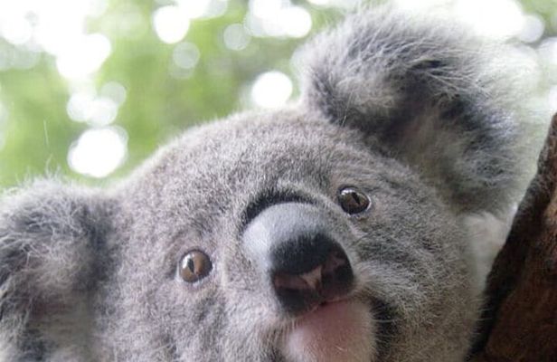 Melbourne Shore Excursion, Wine Region, Wildlife, Shared Tour