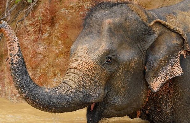 Half day visit Elephant Sanctuary Phuket (NO RIDING)