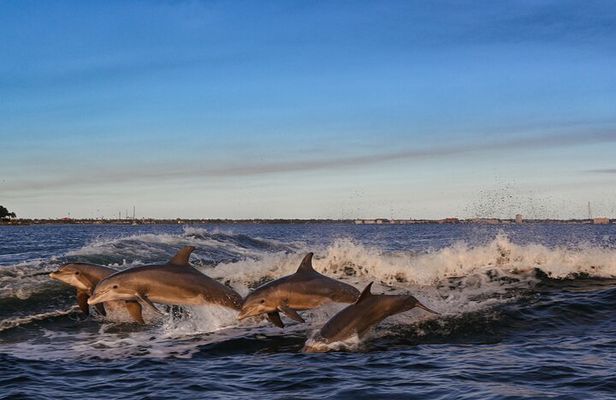 Private Boat Tour Dolphins Sunsets Shell Island and Snorkeling