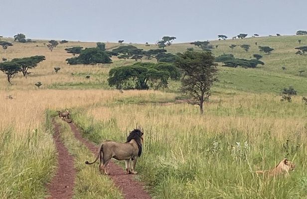 2 Days Akagera Wilderness Safari Big 5 and Highest Peak Camping