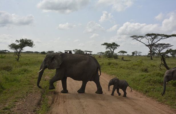 3-Day Budget Safari: Tarangire ,Ngorongoro Crater & Lake Manyara