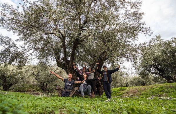 Delphi: Valley Olive Grove Hiking
