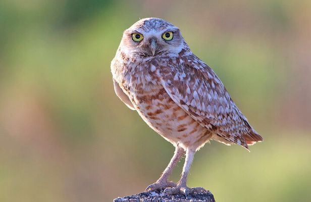 Great Salt Lake Birding and Nature Adventure