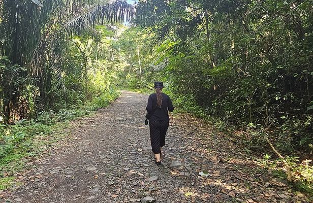Visit the Gamboa Rainforest: Hummingbirds, Monkeys & Lunch