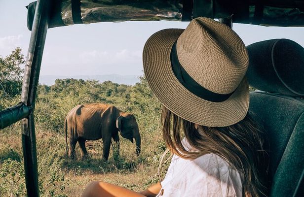 Udawalawe National Park Unforgettable Safari Jeep Experience