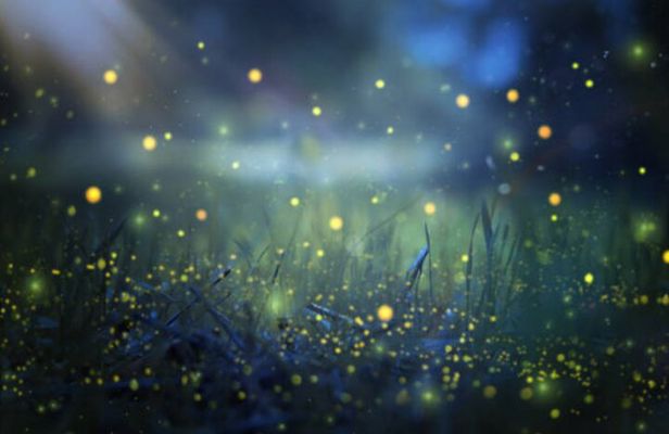 Magical Village Tour & Private Dinner with Fireflies in Bali