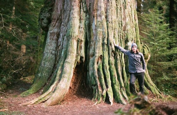 Ancient Trees of Vancouver Walking Tour