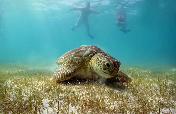 Tour Tulum, Cenote and Swim with Turtles in Akumal