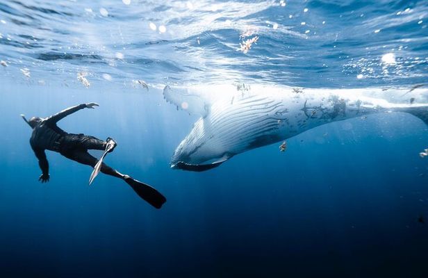 Sacred Experience Swimming with a Whale in Moorea