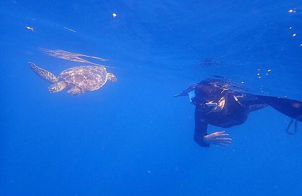 Discover Ishigaki's Hidden Treasures Snorkeling Tour at BlueCave
