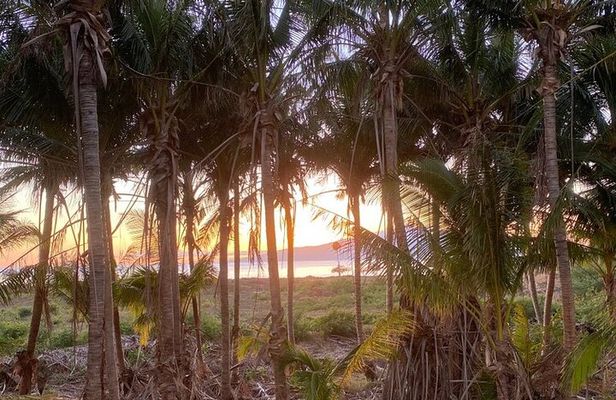 Tour a Hidden Mango and Coconut Orchard at Lahaina