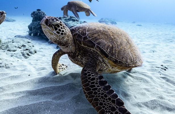 Waikiki Turtle Canyon Snorkel: Turtles Guaranteed
