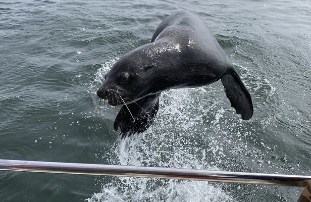 Pangaea Tours - Combo Sandwich Harbour + Dolphin & Seal Cruise
