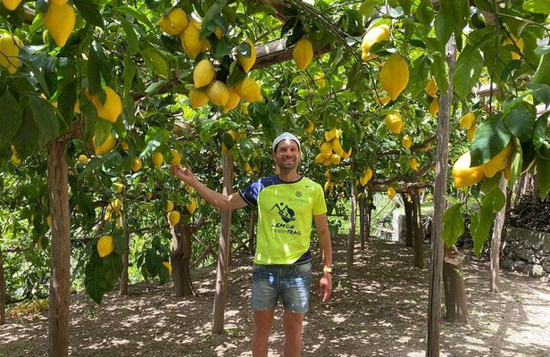 Lemon Trail : Lemon Tour with Tasting