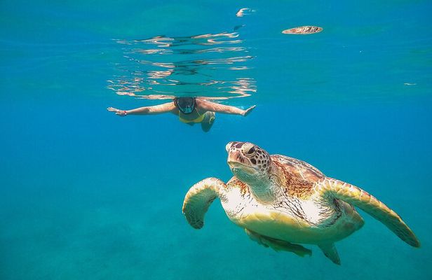 Turtle and Reef Sanctuary Snorkeling