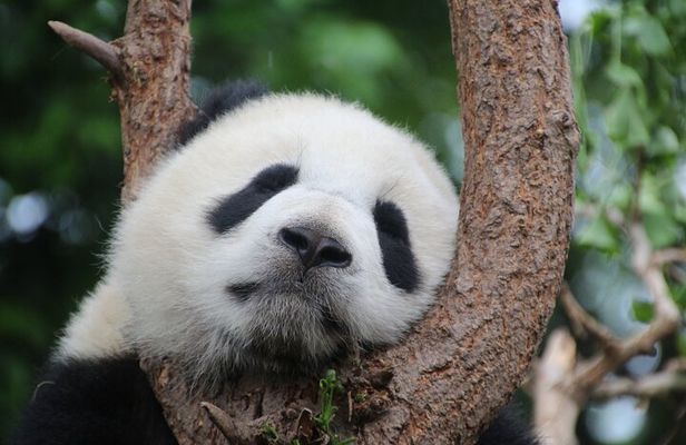 Private Chengdu Panda Breeding Research Base Ticket and Guide opt