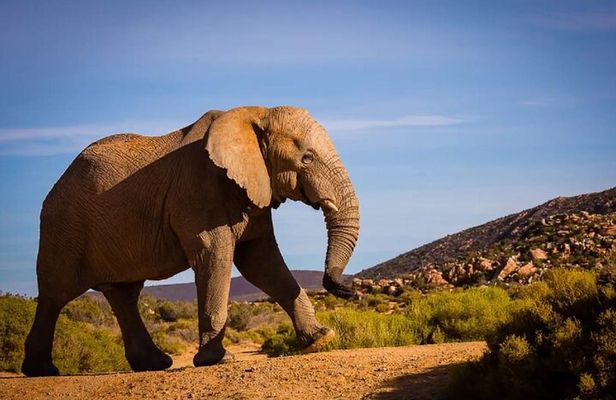 From Cape Town Aquila Game Reserve Sunset Safari Inclusive