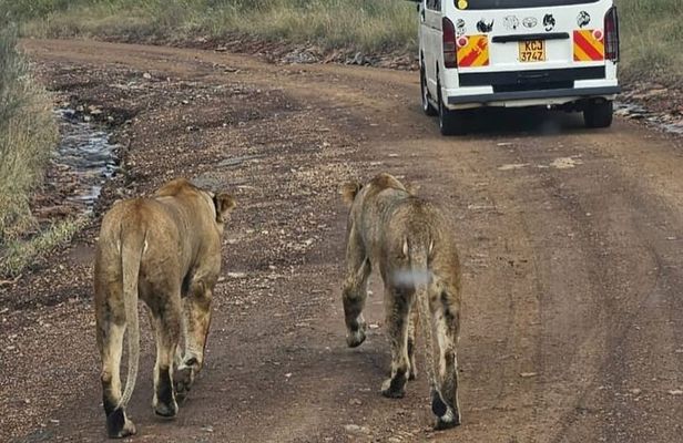 Nairobi National Park Giraffe Center and Carnivore Restaurant