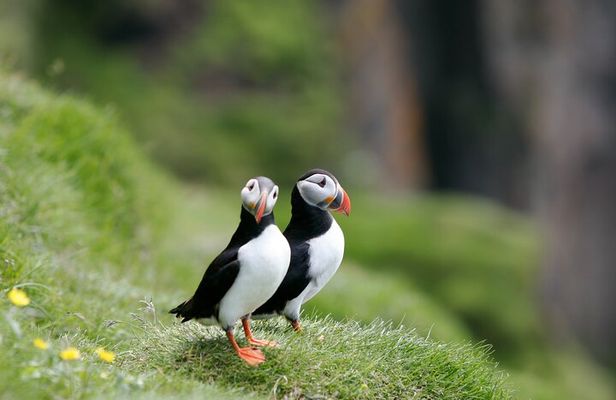 Puffin Watching and Gufufoss Waterfall Tour from Seydisfjordur