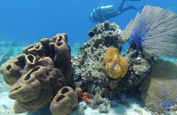 Scuba Diving in Cozumel or Playa del Carmen with Certificates 